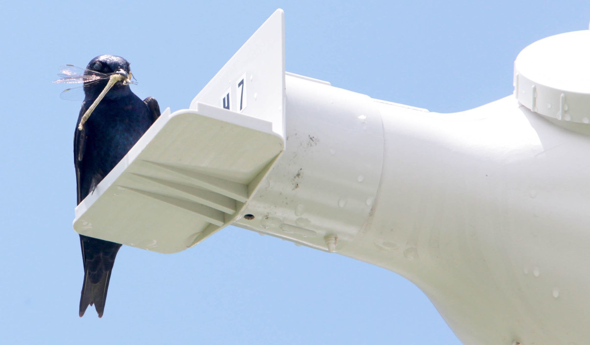 Purple martin banding